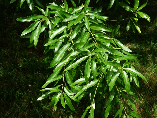 {Quercus phellos}